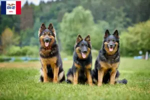 Read more about the article Chodský pes breeders and puppies in Iowa