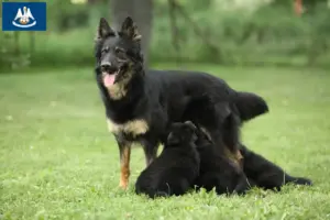 Read more about the article Chodský pes breeders and puppies in Louisiana