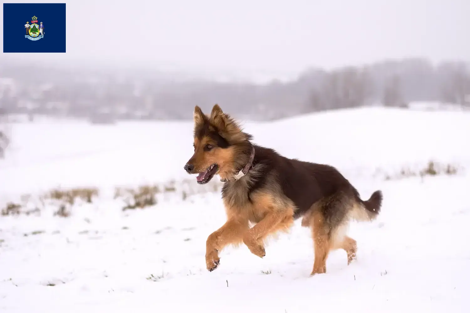 Chodský pes puppies and breeders Maine Here you can find Chodský pes breeders in Maine.