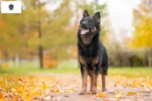 Read more about the article Chodský pes breeders and puppies in Massachusetts
