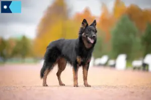 Read more about the article Chodský pes breeders and puppies in Minnesota