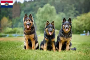 Read more about the article Chodský pes breeders and puppies in Missouri