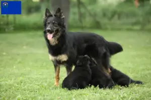 Read more about the article Chodský pes breeders and puppies in Nevada
