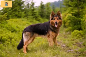 Read more about the article Chodský pes breeders and puppies in New Jersey