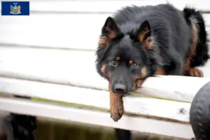 Read more about the article Chodský pes breeders and puppies in New York