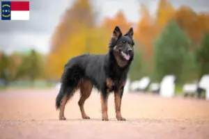 Read more about the article Chodský pes breeders and puppies in North Carolina