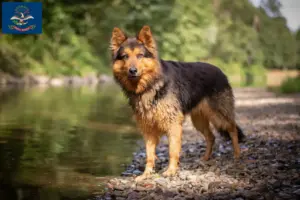 Read more about the article Chodský pes breeders and puppies in North Dakota