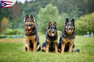 Read more about the article Chodský pes breeders and puppies in Ohio
