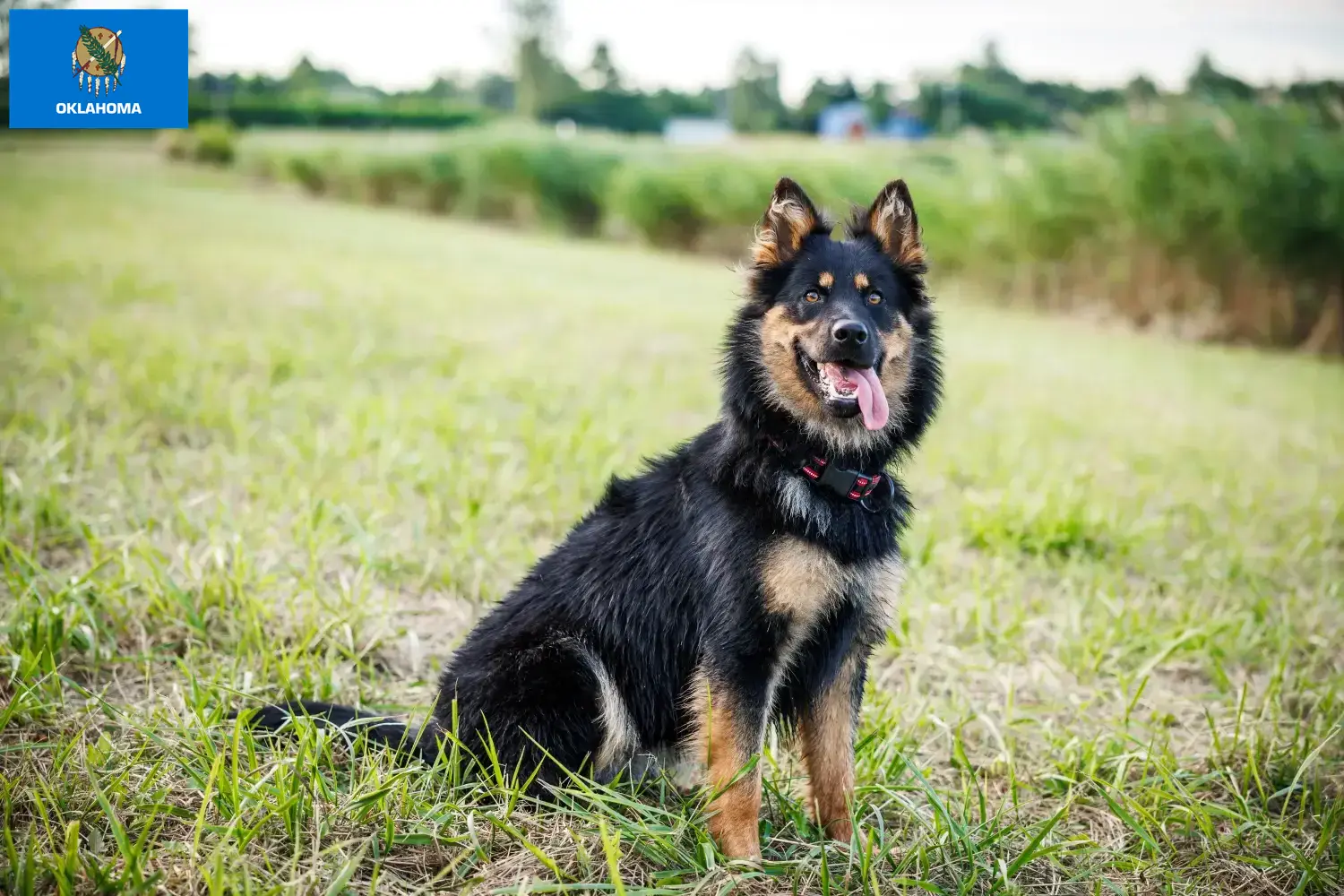 Chodský pes puppies and breeders Oklahoma Here you can find Chodský pes breeders in Oklahoma.