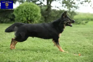 Read more about the article Chodský pes breeders and puppies in Oregon