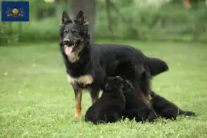 Read more about the article Chodský pes breeders and puppies in Pennsylvania