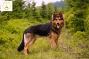 Read more about the article Chodský pes breeders and puppies in Rhode Island