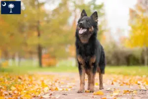 Read more about the article Chodský pes breeders and puppies in South Carolina