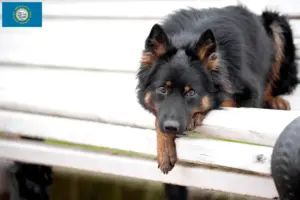 Read more about the article Chodský pes breeders and puppies in South Dakota