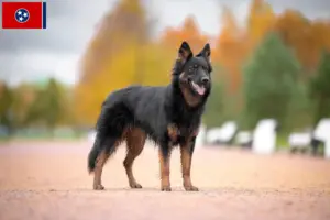 Read more about the article Chodský pes breeders and puppies in Tennessee
