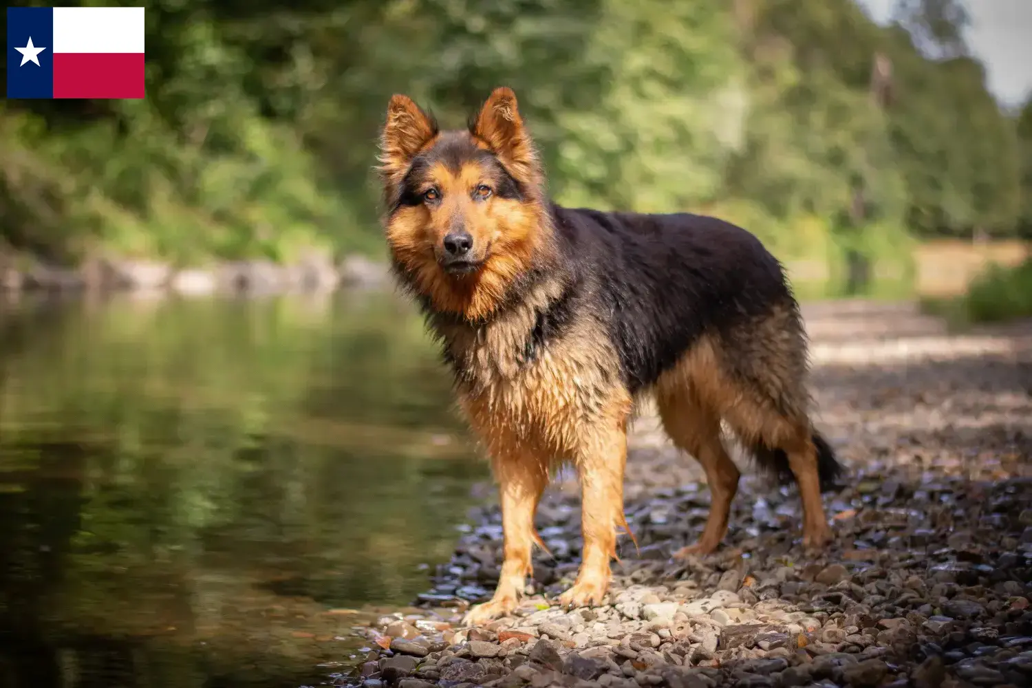 Read more about the article Chodský pes breeders and puppies in Texas