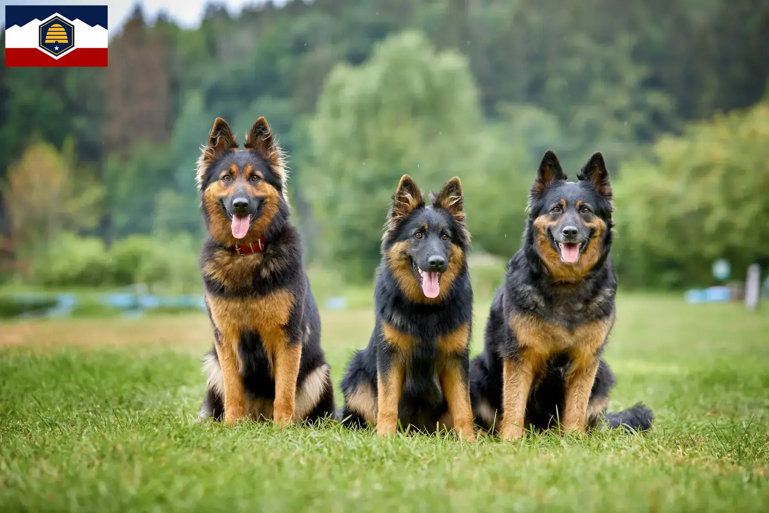 Read more about the article Chodský pes breeders and puppies in Utah