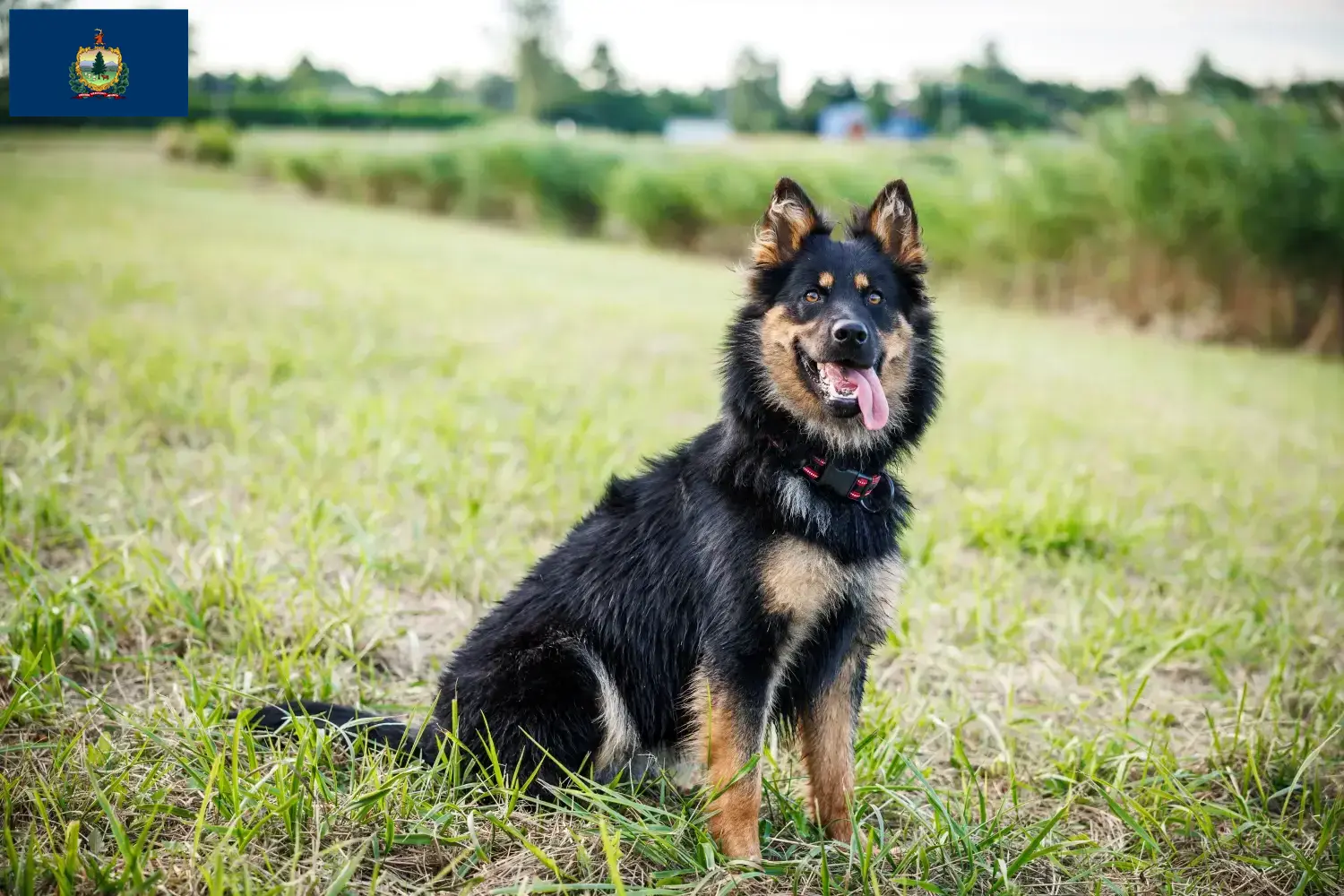 Read more about the article Chodský pes breeders and puppies in Vermont