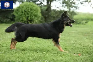 Read more about the article Chodský pes breeders and puppies in Virginia