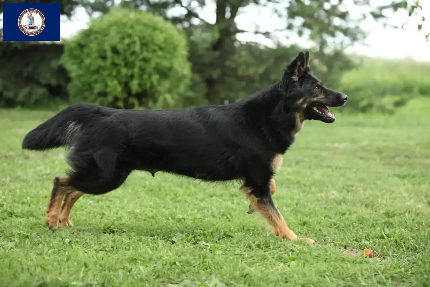 Read more about the article Chodský pes breeders and puppies in Virginia