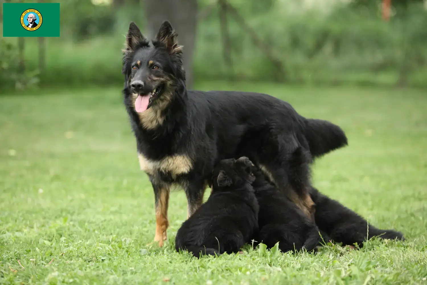 Read more about the article Chodský pes breeders and puppies in Washington