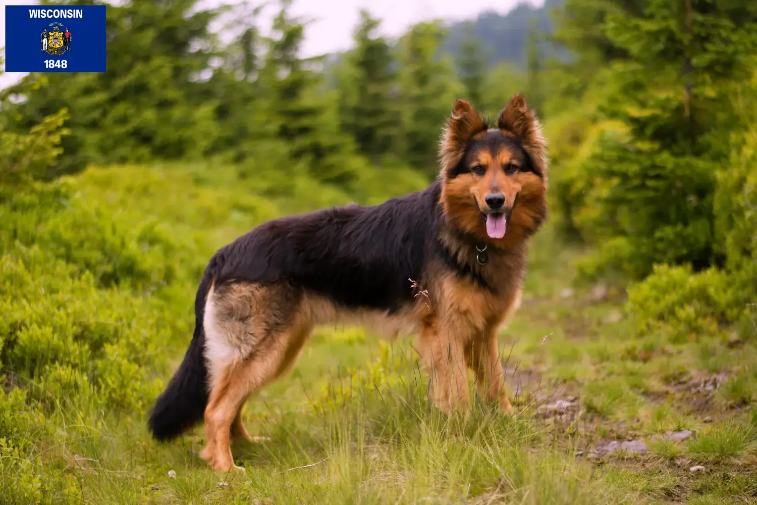Read more about the article Chodský pes breeders and puppies in Wisconsin