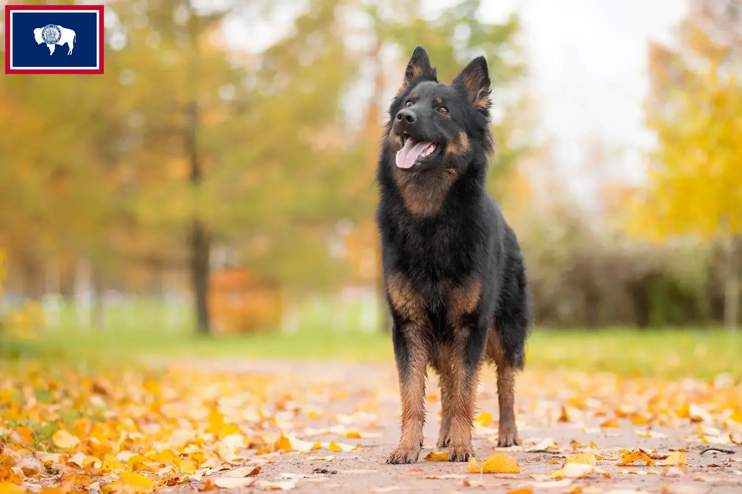 Read more about the article Chodský pes breeders and puppies in Wyoming