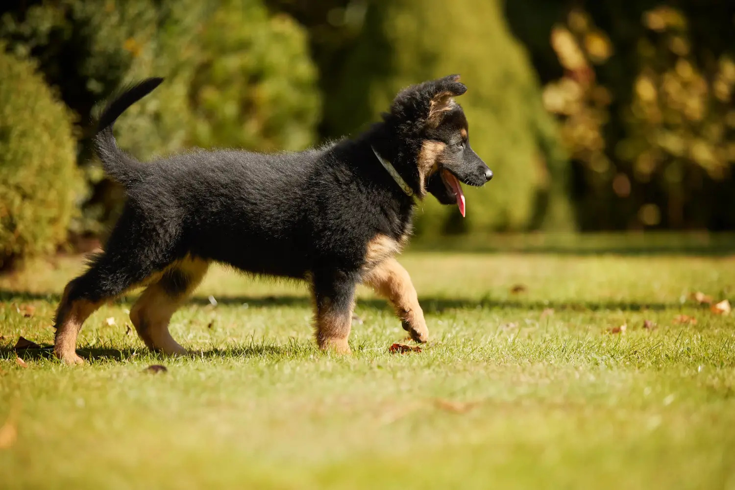 Buying a Chodský pes puppy means taking responsibility! Buy Chodský pes puppies.