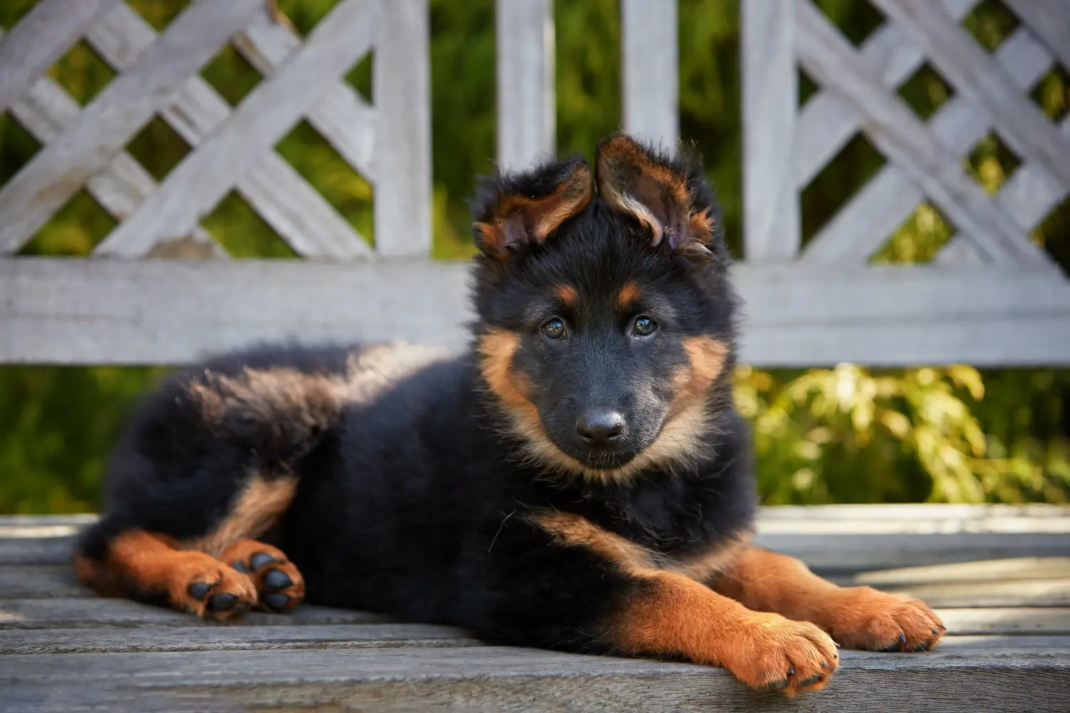 Buying a Chodský pes puppy means taking responsibility! Buy Chodský pes puppies.
