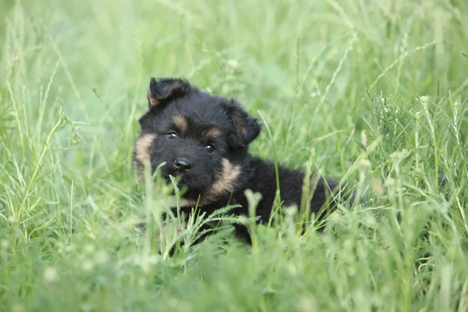 Buying a Chodský pes puppy means taking responsibility! Buy Chodský pes puppies.