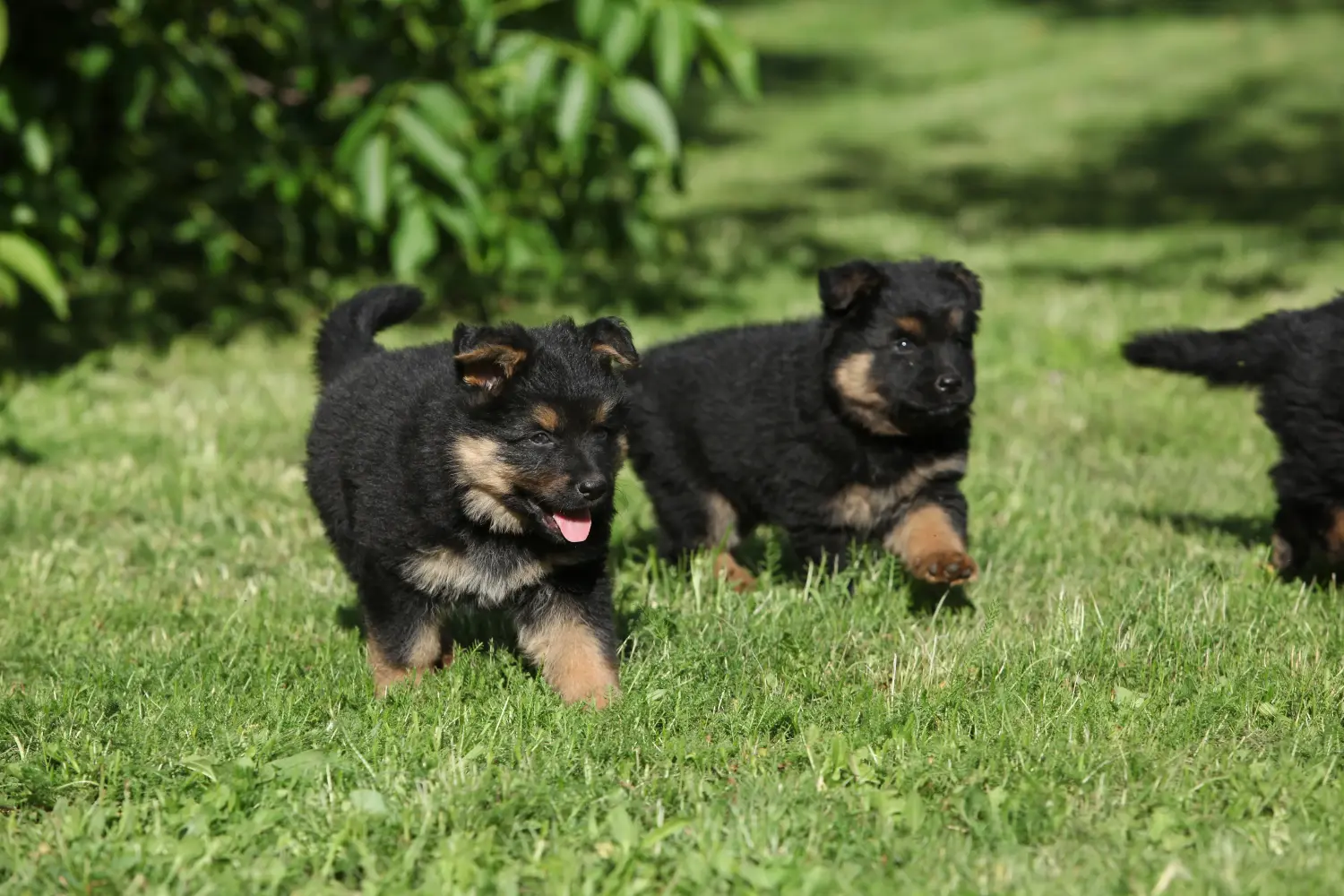 Buying a Chodský pes puppy means taking responsibility! Buy Chodský pes puppies.