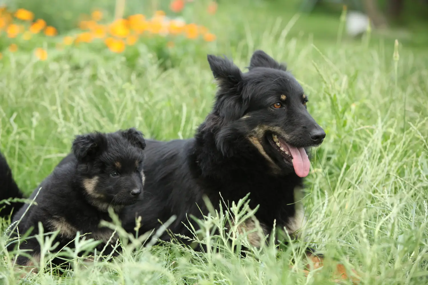 Buying a Chodský pes puppy means taking responsibility! Buy Chodský pes puppies.