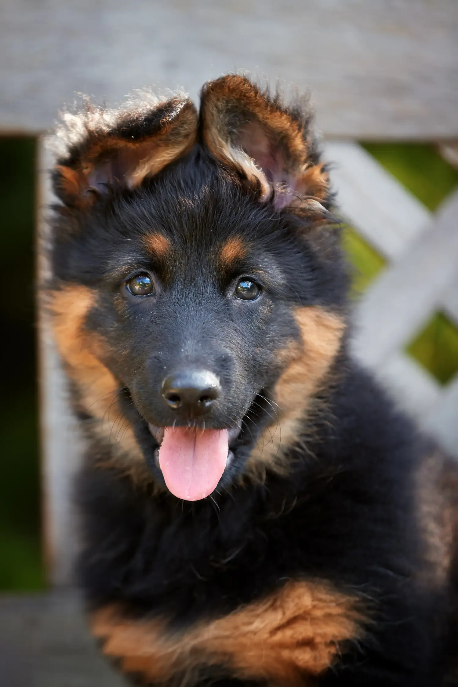 Buying a Chodský pes puppy means taking responsibility! Buy Chodský pes puppies.