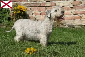 Read more about the article Czech Terrier Breeder and Puppies in Alabama
