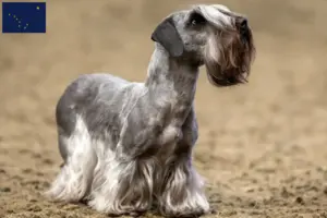 Read more about the article Czech Terrier Breeder and Puppies in Alaska