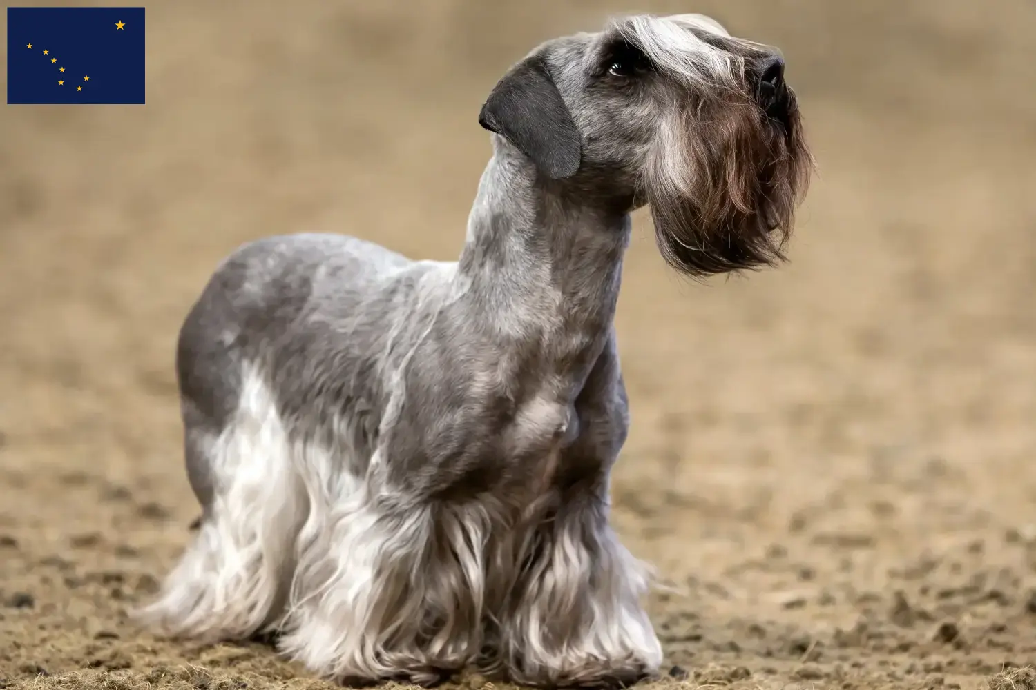Czech Terrier puppies and breeder Alaska Find Czech Terrier breeders in Alaska here.