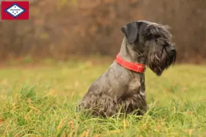 Read more about the article Czech Terrier Breeder and Puppies in Arkansas