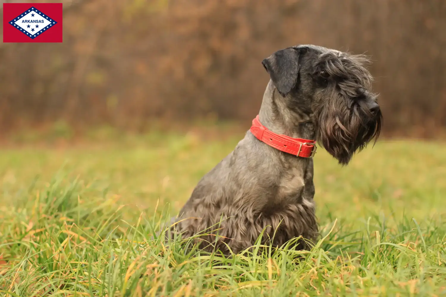 Czech Terrier puppies and breeders Arkansas Find Czech Terrier breeders in Arkansas here.