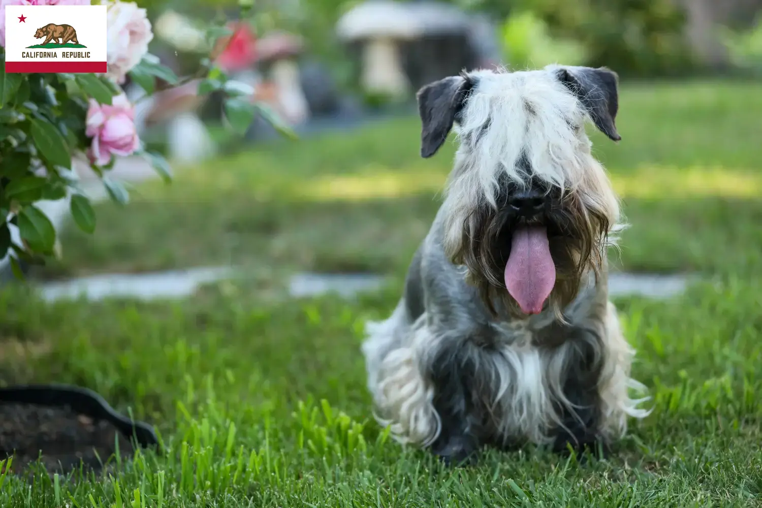 Czech Terrier puppies and breeder California Find Czech Terrier breeders in California here.