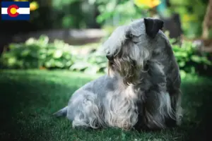 Read more about the article Czech Terrier Breeder and Puppies in Colorado