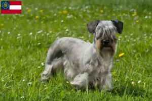 Read more about the article Czech Terrier Breeder and Puppies in Georgia