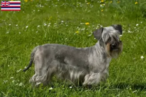 Read more about the article Czech Terrier Breeder and Puppies in Hawaii