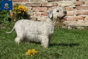 Read more about the article Czech Terrier Breeder and Puppies in Idaho