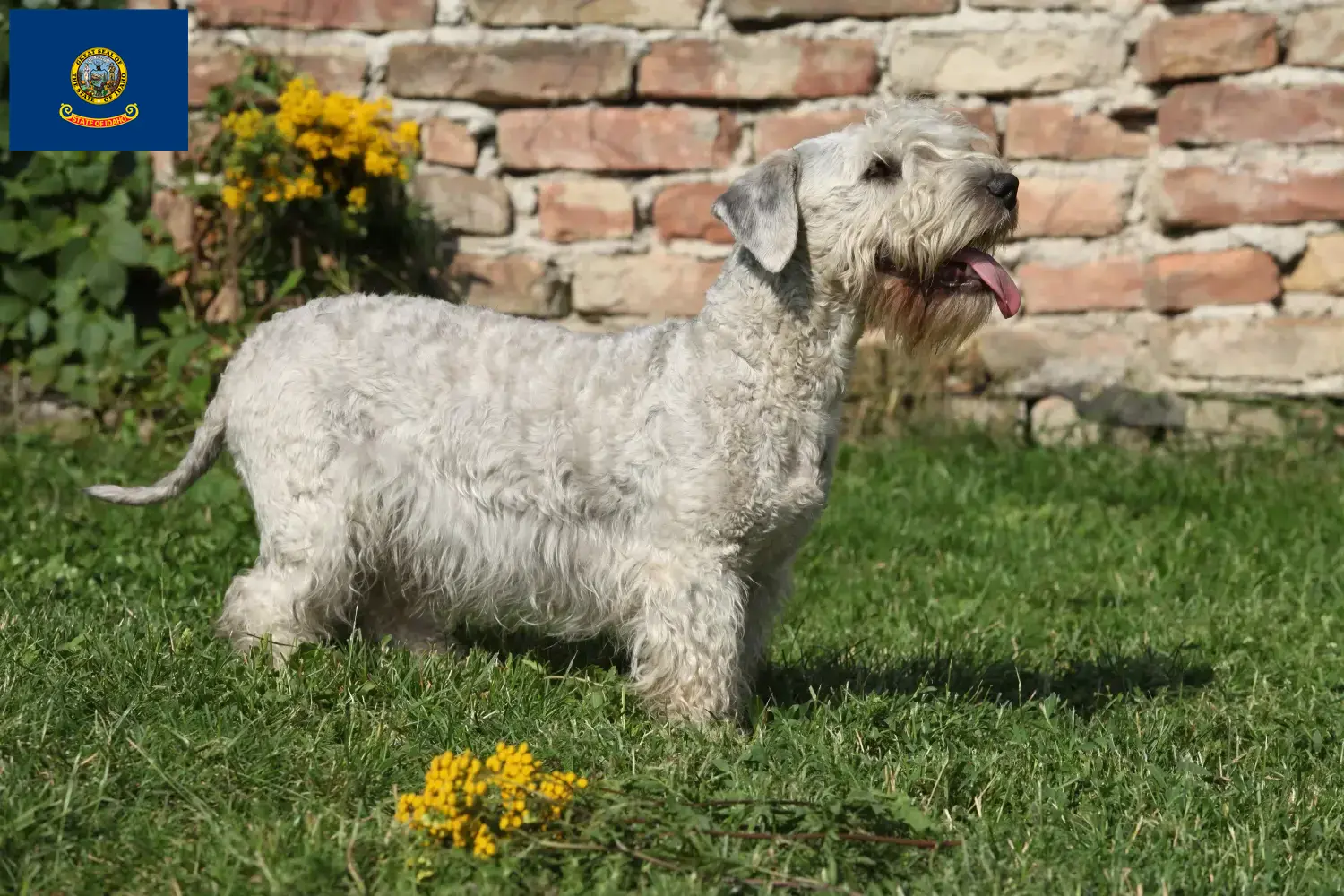 Czech Terrier puppies and breeder Idaho Find Czech Terrier breeders in Idaho.