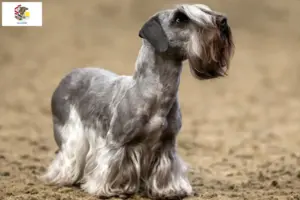 Read more about the article Czech Terrier Breeder and Puppies in Illinois