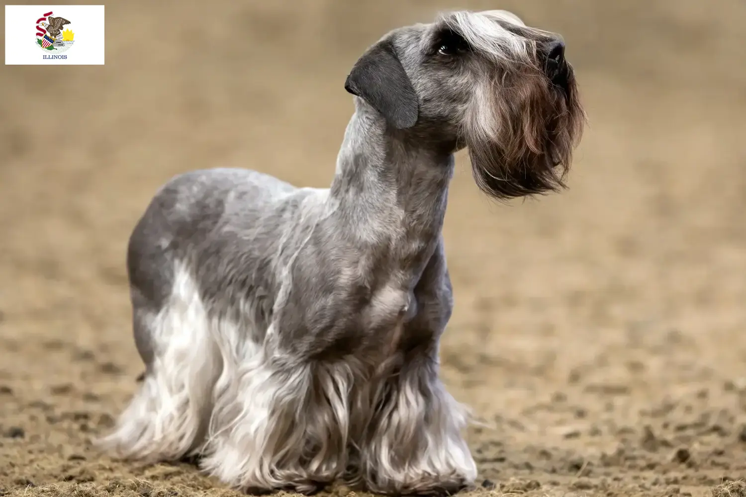 Czech Terrier puppies and breeders Illinois Find Czech Terrier breeders in Illinois.
