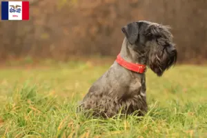 Read more about the article Czech Terrier Breeder and Puppies in Iowa