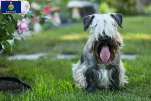 Read more about the article Czech Terrier breeder and puppies in Kansas