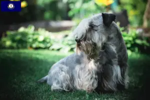 Read more about the article Czech Terrier breeder and puppies in Kentucky