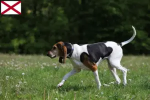 Read more about the article English Foxhound breeders and puppies in Alabama